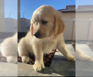 Golden Retriever Puppy for sale in VICTORVILLE, CA, USA