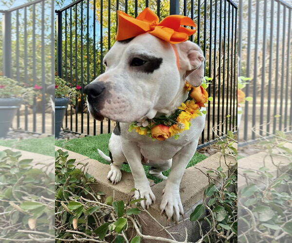 Medium Photo #14 American Staffordshire Terrier-Unknown Mix Puppy For Sale in Redlands, CA, USA