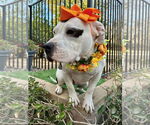 Small #13 American Staffordshire Terrier Mix
