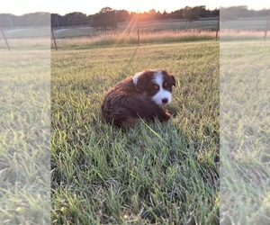 Australian Shepherd Puppy for Sale in ADA, Oklahoma USA