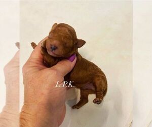 Poodle (Toy) Puppy for sale in WINNSBORO, LA, USA