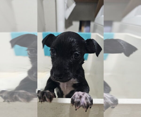 Medium Photo #2 Rat-a-pap Puppy For Sale in Springdale, PA, USA