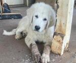 Small #1 Great Pyrenees