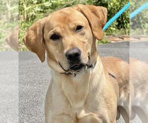 Labrador Retriever Dogs for adoption in Canfield, OH, USA