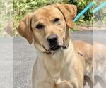 Small Labrador Retriever