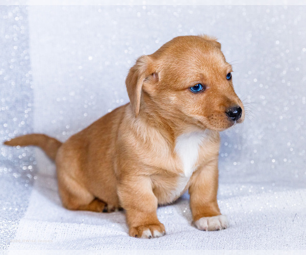 Medium Photo #6 Dorgi Puppy For Sale in WAKARUSA, IN, USA