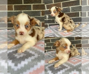 Miniature Australian Shepherd Puppy for Sale in BROOKER, Florida USA