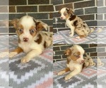 Small Miniature Australian Shepherd