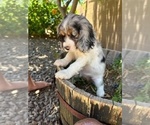 Small Photo #3 Cocker Spaniel Puppy For Sale in CHANDLER HEIGHTS, AZ, USA