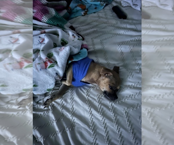 Medium Photo #1 French Bulldog-French Bullhuahua Mix Puppy For Sale in SHEPHERD, MT, USA