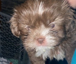 Shorkie Tzu Puppy for sale in DEER LODGE, TN, USA