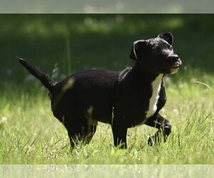 Shepradors Dogs for adoption in Mechanicsburg, PA, USA