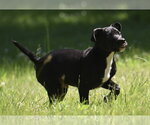 Small Shepradors