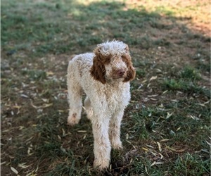 Poodle (Standard) Puppy for sale in NOTTINGHAM, PA, USA