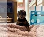 Small #1 Airedale Terrier