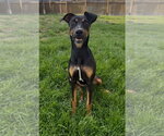 Small Doberman Pinscher Mix