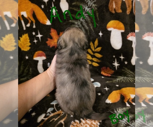 Medium Photo #10 Chizer Puppy For Sale in MONTEZUMA, GA, USA