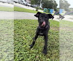 Small Labrador Retriever Mix
