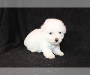 Bichon Frise Puppy for sale in BLOOMINGTON, IN, USA