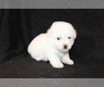 Small Photo #1 Bichon Frise Puppy For Sale in BLOOMINGTON, IN, USA