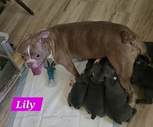 Mother of the Faux Frenchbo Bulldog puppies born on 06/04/2025