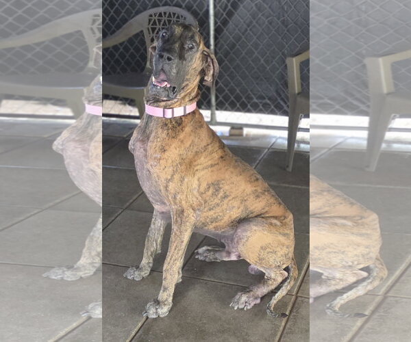 Medium Photo #2 Great Dane Puppy For Sale in Palm Beach, FL, USA