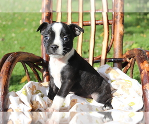 Boston Terrier-Jack Russell Terrier Mix Puppy for sale in SHILOH, OH, USA