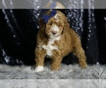 Small Photo #13 Goldendoodle (Miniature) Puppy For Sale in WARSAW, IN, USA