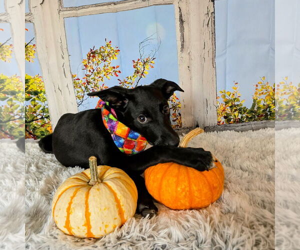 Medium Photo #20 Mutt Puppy For Sale in Fargo, ND, USA