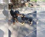 Small Photo #7 Rottweiler Puppy For Sale in White Hall, AR, USA