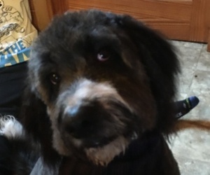 Saint Berdoodle Dog for Adoption in COLUMBIA CITY, Indiana USA
