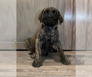 Medium Mastiff