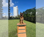 Small #2 German Shepherd Dog