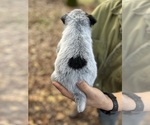 Small Photo #3 Australian Cattle Dog Puppy For Sale in OREGON HOUSE, CA, USA