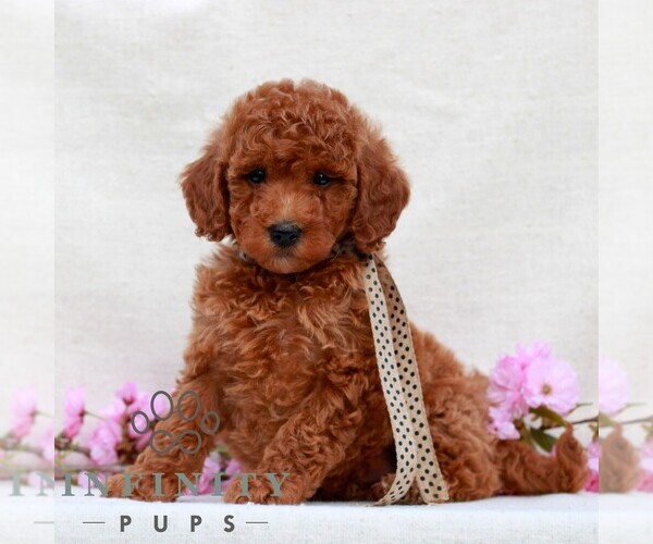 Medium Photo #1 Irish Doodle (Miniature) Puppy For Sale in NEWMANSTOWN, PA, USA