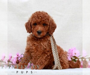 Irish Doodle (Miniature) Puppy for sale in NEWMANSTOWN, PA, USA