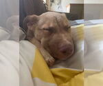 Small #3 Australian Shepherd Mix