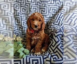 Medium Goldendoodle (Miniature)