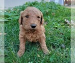 Small Photo #1 Goldendoodle Puppy For Sale in RUTHERFORDTON, NC, USA