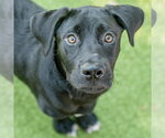 Small #3 Labrador Retriever Mix
