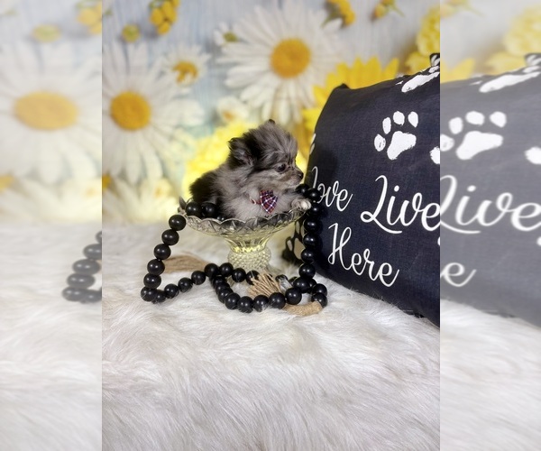 Medium Photo #10 Pomeranian Puppy For Sale in RIPLEY, MS, USA