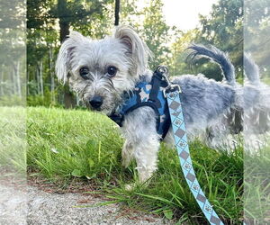 Mutt Dogs for adoption in Chester, NJ, USA