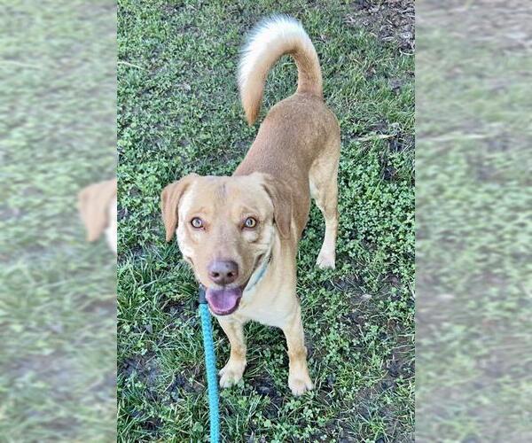 Medium Photo #2 Labrador Retriever-Unknown Mix Puppy For Sale in Sacramento, CA, USA