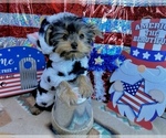 Small #3 Morkie