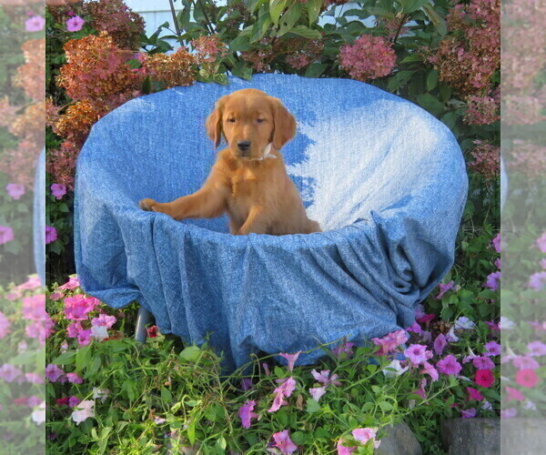 Medium Photo #7 Golden Retriever Puppy For Sale in THORP, WI, USA