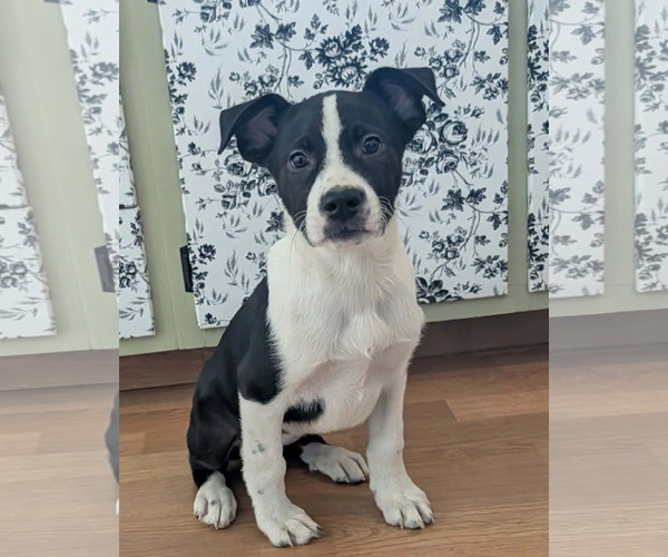 Medium Photo #1 Aussiedor Puppy For Sale in SHERBURNE, NY, USA