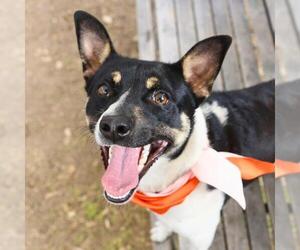 Mutt Dogs for adoption in San Antonio, TX, USA