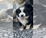 Puppy Puppy 2 Miniature Australian Shepherd