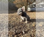 Small #5 French Bulldog