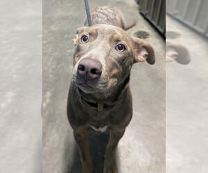 Retriever -Unknown Mix Dogs for adoption in Evansville, IN, USA